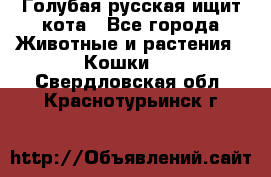 Голубая русская ищит кота - Все города Животные и растения » Кошки   . Свердловская обл.,Краснотурьинск г.